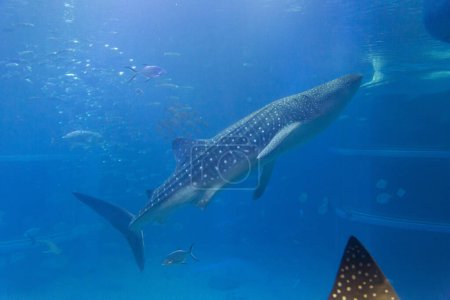 Téléchargez les photos : Requin à l'eau bleue - en image libre de droit