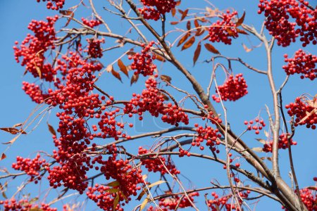Foto de Bayas rojas en ramas de árboles contra el cielo azul - Imagen libre de derechos