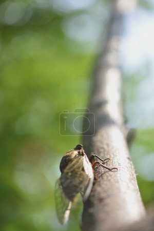 Photo for Closeup of bug at wild nature. Macro shot of insect - Royalty Free Image