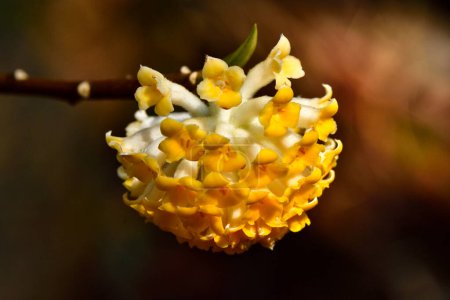 Foto de Una flor amarilla con pétalos blancos en una rama - Imagen libre de derechos