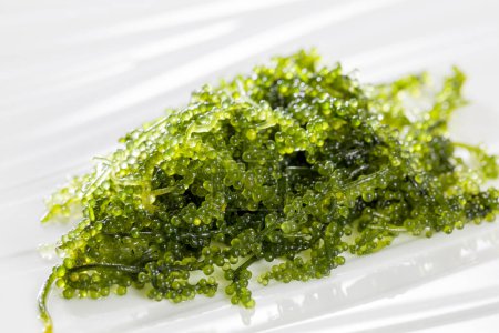 Caulerpa lentillifera (sea grape), a species of ulvophyte green algae from coastal regions in the Asia-Pacific