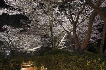 Kirschbäume blühen im Nachtpark 