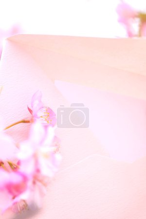 Foto de Flores rosadas sakura sobre fondo claro - Imagen libre de derechos