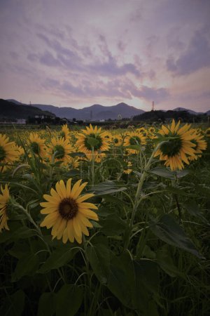 Téléchargez les photos : Beau champ de tournesol avec coucher de soleil sur fond de nature - en image libre de droit