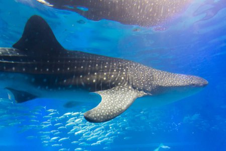 Foto de Tiburón ballena, vida marina submarina. - Imagen libre de derechos