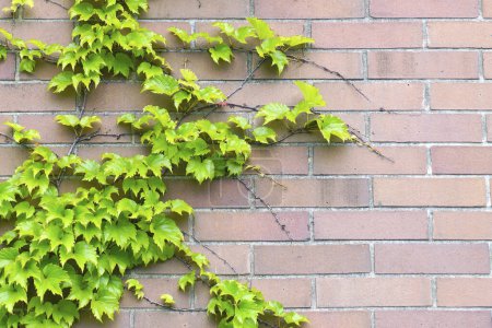vieja pared con hojas de hiedra