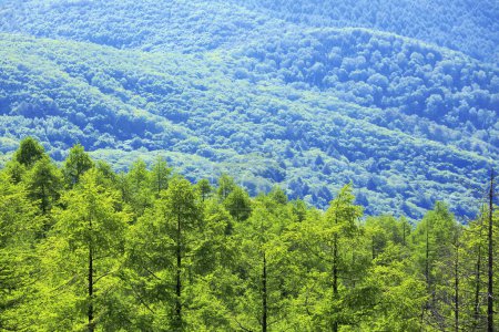 Foto de Hermoso paisaje de pinos siempreverdes en las montañas - Imagen libre de derechos