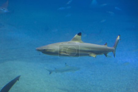 Téléchargez les photos : Requin dans l'aquarium, eau de mer - en image libre de droit