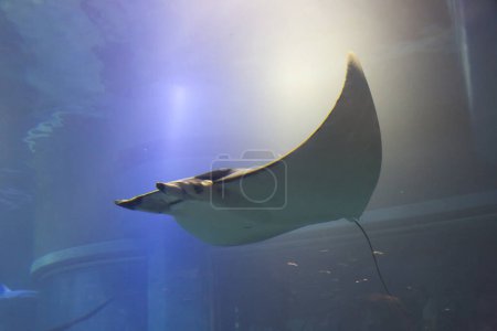 Téléchargez les photos : Vue sous-marine d'un beau poisson raie - en image libre de droit