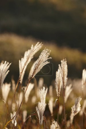 Photo for Beautiful autumn background. wheat plants at sunset - Royalty Free Image