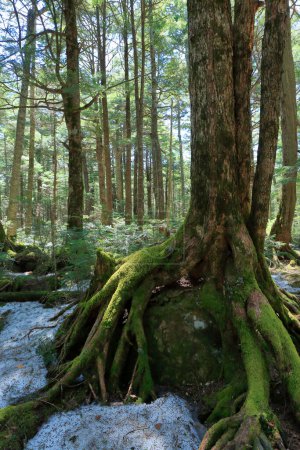 Téléchargez les photos : Une mousse recouverte de roche dans une forêt avec des arbres - en image libre de droit