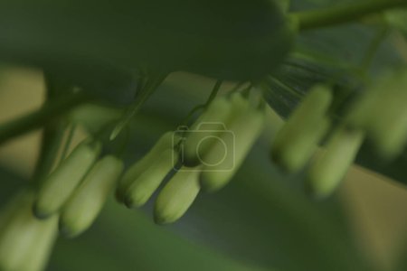 grüne Knospen der Blüten von Polygonatum biflorum (Glattes Salomonsiegel)