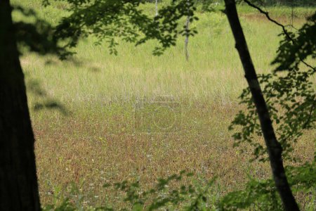 Téléchargez les photos : Pelouse herbeuse verte dans la forêt d'été - en image libre de droit