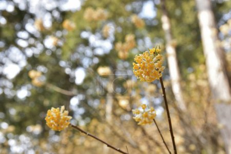 Téléchargez les photos : Fleurs sauvages jaunes dans la forêt printanière - en image libre de droit