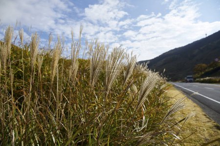 Téléchargez les photos : Herbe poussant sur la route dans les montagnes - en image libre de droit