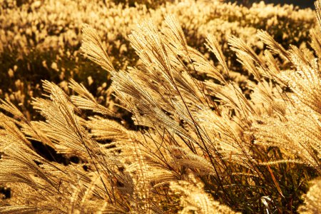 Foto de Hermoso fondo de otoño. plantas de trigo al atardecer - Imagen libre de derechos
