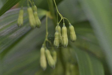 Photo for Green buds of Polygonatum biflorum (Smooth Solomon's Seal) flowers - Royalty Free Image