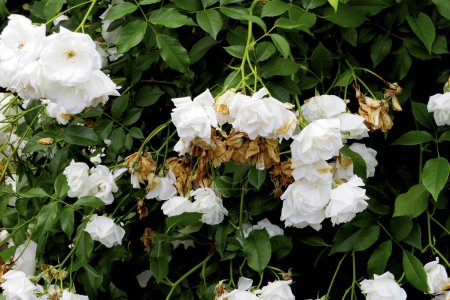 Foto de Hermosas rosas blancas descoloridas en el jardín - Imagen libre de derechos