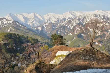 Téléchargez les photos : Beau paysage de montagnes enneigées et d'arbres - en image libre de droit