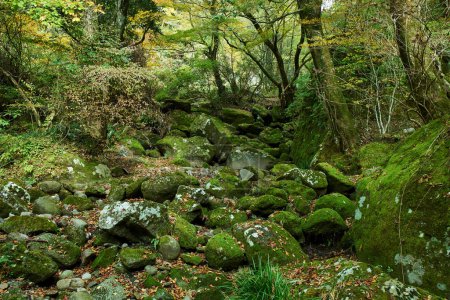 Téléchargez les photos : Beau paysage forestier avec des arbres, des pierres mousseuses et des feuilles - en image libre de droit