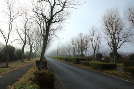 Téléchargez les photos : Route dans le parc brumeux - en image libre de droit