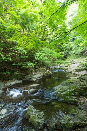 Téléchargez les photos : Vue panoramique de la petite rivière dans la forêt verte - en image libre de droit