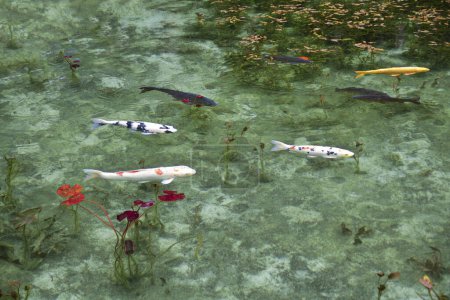 Téléchargez les photos : Beaux poissons nageant dans un étang - en image libre de droit