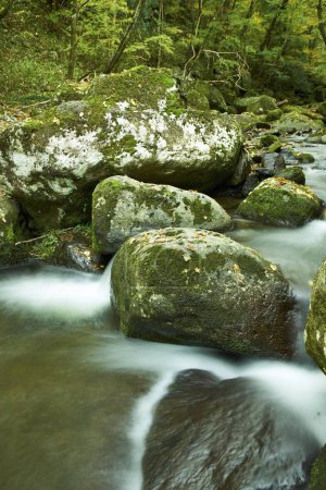 Téléchargez les photos : Rivière de montagne avec de nombreux rochers dans la forêt - en image libre de droit