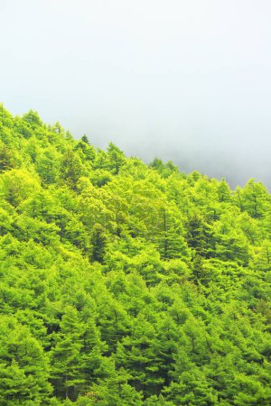 Téléchargez les photos : Paysage de montagne verte fraîche - en image libre de droit