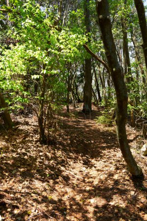 Foto de Camino en el bosque de verano en un día soleado - Imagen libre de derechos