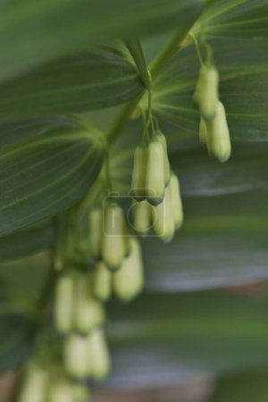 grüne Knospen der Blüten von Polygonatum biflorum (Glattes Salomonsiegel)