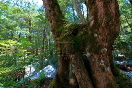 Foto de Un árbol con un tronco musgoso en un bosque - Imagen libre de derechos