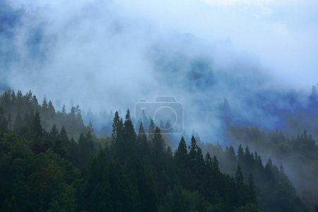 Téléchargez les photos : Beau paysage des montagnes avec forêt à feuilles persistantes et brouillard - en image libre de droit