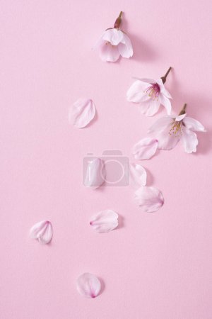 Foto de Hermosa flor de primavera con flores de color rosa - Imagen libre de derechos