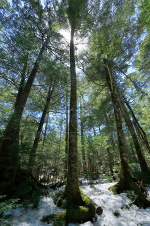Téléchargez les photos : Une forêt avec un sol enneigé et des arbres - en image libre de droit