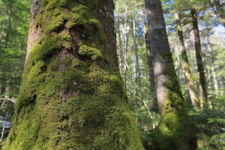 Téléchargez les photos : Mousse verte recouvrant les troncs d'arbres dans la forêt - en image libre de droit
