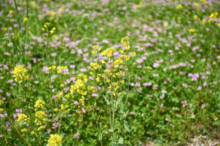 Photo for Spring background of purple and yellow wild flowers in field - Royalty Free Image