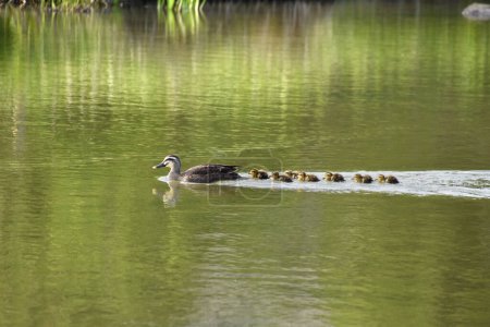 Photo for Duck with her ducklings swimming in pond - Royalty Free Image