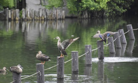 Téléchargez les photos : Groupe de canards debout sur des poteaux en bois dans l'eau - en image libre de droit
