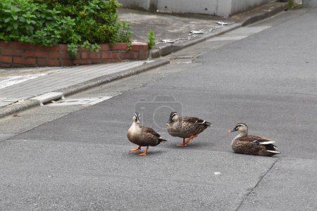 Foto de Grupo de patos caminando por una calle - Imagen libre de derechos