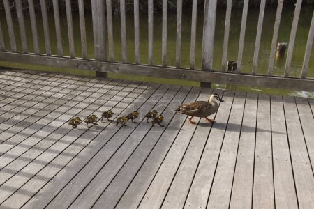 Téléchargez les photos : Famille canard marchant sur un pont en bois - en image libre de droit
