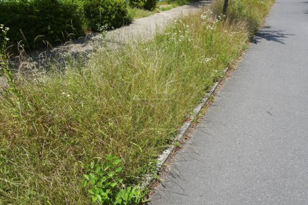Téléchargez les photos : Route avec des plantes vertes dans le parc d'été - en image libre de droit