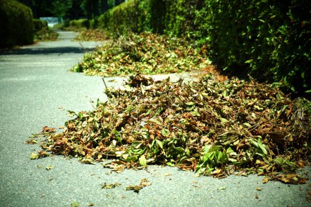Foto de Pila de hojas caídas en el camino - Imagen libre de derechos