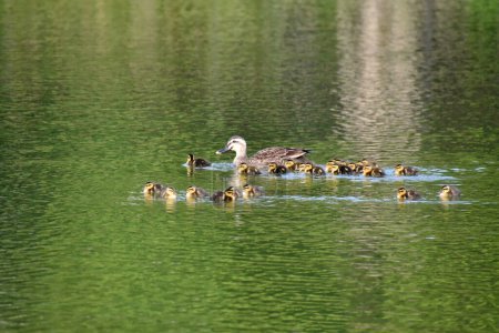 Téléchargez les photos : Canard avec ses canetons nageant dans l'étang - en image libre de droit