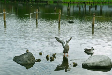 Photo for Adult ducks and ducklings swimming in pond - Royalty Free Image