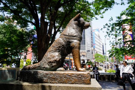 Foto de Una estatua del perro Akita Hachiko, recordado por su inquebrantable lealtad a su difunto propietario, se instala fuera de la estación Shibuya de Tokio, en Japón. - Imagen libre de derechos