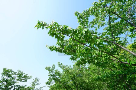 Téléchargez les photos : Branches d'arbres contre le ciel dans la forêt - en image libre de droit