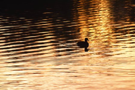 Photo for Duck swimming in lake water at golden sunset - Royalty Free Image