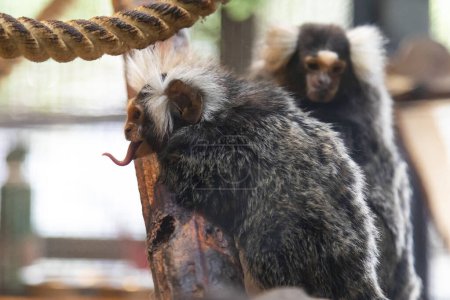 Photo for Close up of a monkeys in the zoo - Royalty Free Image