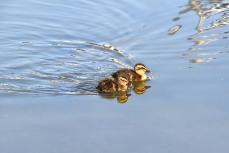 Photo for Two ducklings swimming in pond with reflection - Royalty Free Image